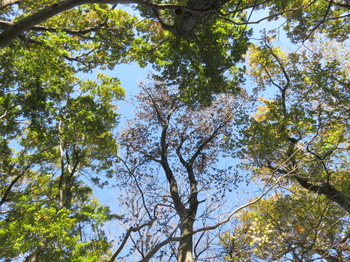 ナラ枯れのコナラ樹冠_IMG_0584_2020-11-21.jpg