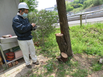 ヒノキの伐採.jpg