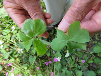 ムラサキカタバミの葉(左)とイモカタバミの葉(右)_IMG_2759_210601.jpg