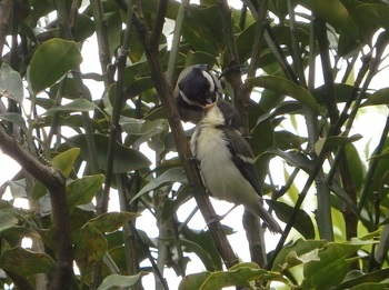 巣立った幼鳥に木の上で給餌 1　2019-5-1.jpg