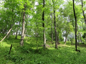 新緑が映える林床.JPG