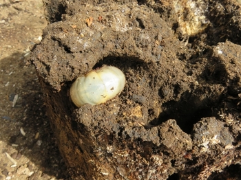 薪材から現れたカブトムシの幼虫.JPG