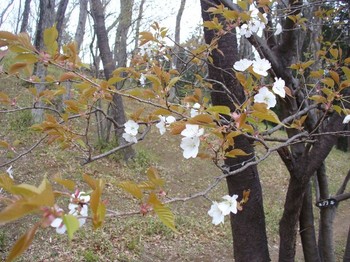 見ごろを迎えた山桜・下枝の花.jpg